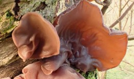 乡村日记：一种天鹅绒般的真菌，表明名字很重要