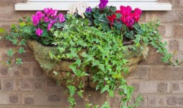 蒙蒂·唐的秘密，让整个夏天都有鲜花盛开