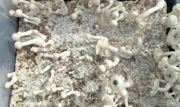 交通拦截让警察发现了莫菲特山谷的神奇蘑菇农场