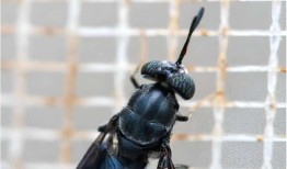 蝇幼虫：哥斯达黎加可持续的动物饲料蛋白质