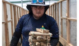 蝇幼虫：哥斯达黎加可持续的动物饲料蛋白质