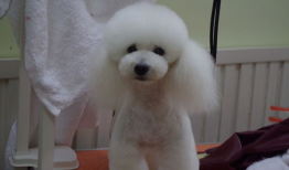 让宠物变身时尚达人的宠物美容工具