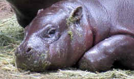 蒙哥马利动物园展出的濒危物种侏儒河马隆达和阿萨里