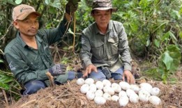 塔可钟刚刚在菜单上添加了3个令人兴奋的新项目