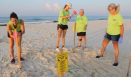 黎明巡逻：为了拯救海龟，这些志愿者早早地来到海滩