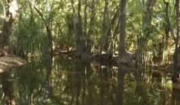 在澳大利亚北部，警方发现一名女孩在游泳时被鳄鱼叼走