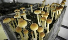 试图切断飞机引擎的飞行员将原因归咎于迷幻蘑菇、抑郁和睡眠不足