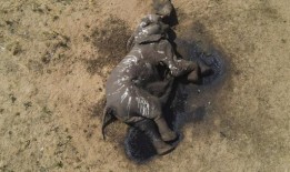 至少100头大象死于干旱的津巴布韦公园，这是厄尔尼诺现象和气候变化的严峻迹象