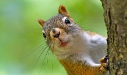 民主统一党议员把灰松鼠比作哈马斯——不，真的