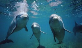 宽吻海豚有第七种感觉：它们能感觉到电