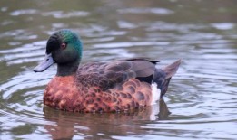 维多利亚州政府将拒绝调查委员会关于禁止猎鸭的建议