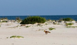 黎明巡逻：为了拯救海龟，这些志愿者早早地来到海滩