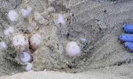 黎明巡逻：为了拯救海龟，这些志愿者早早地来到海滩