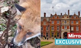 视频显示狐狸被困在桑德林厄姆国王庄园的“野蛮”陷阱中，引发愤怒