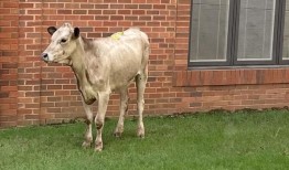 看警察套索上帝的创造物扰乱了蒙哥马利的假日圣经学校