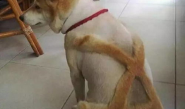 让宠物变身时尚达人的宠物美容工具