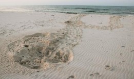 黎明巡逻：为了拯救海龟，这些志愿者早早地来到海滩